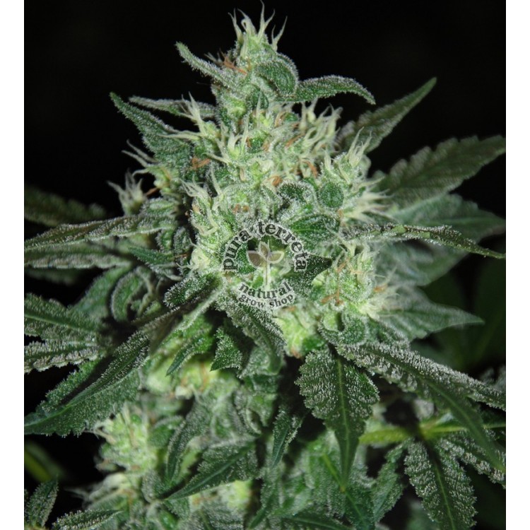 Spice White Devil.  Samsara Seeds.
