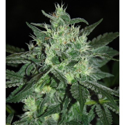 Spice White Devil.  Samsara Seeds.