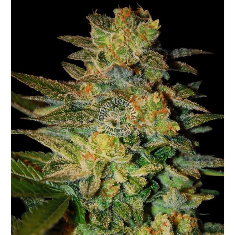 Spiritual Punk. Samsara Seeds. Semillas.