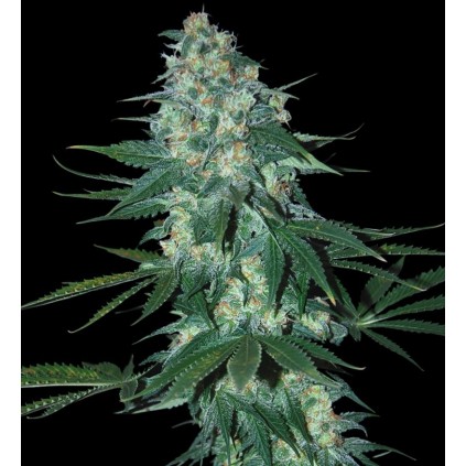 El Alquimista. Samsara Seeds. Semillas.