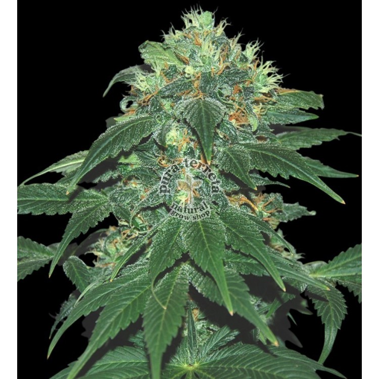 Punky Lion. Samsara Seeds. Semillas.