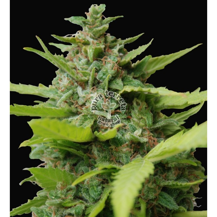 Kiss Dragon. Samsara Seeds. Semillas.