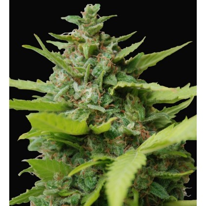Kiss Dragon. Samsara Seeds. Semillas.
