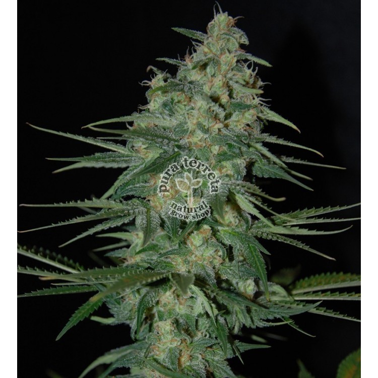 Sweet Black Angel. Samsara Seeds. Semillas.
