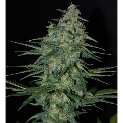 Sweet Black Angel. Samsara Seeds. Semillas.