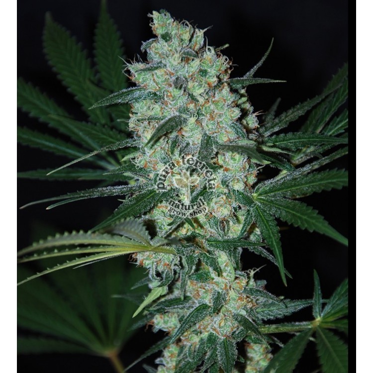 Green Love Potion. Samsara Seeds. Semillas.