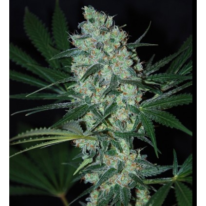 Green Love Potion. Samsara Seeds. Semillas.