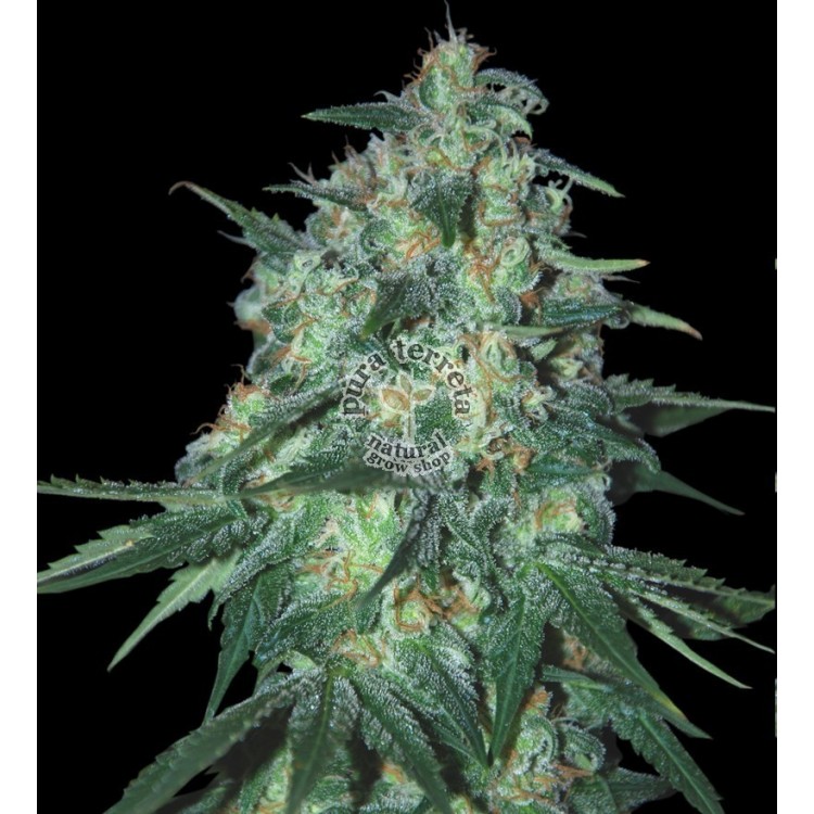 Jekyll Passion. Samsara Seeds. Semillas.