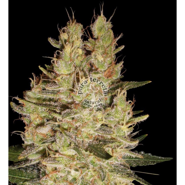 Crazy Miss Hyde. Samsara Seeds. Semillas.