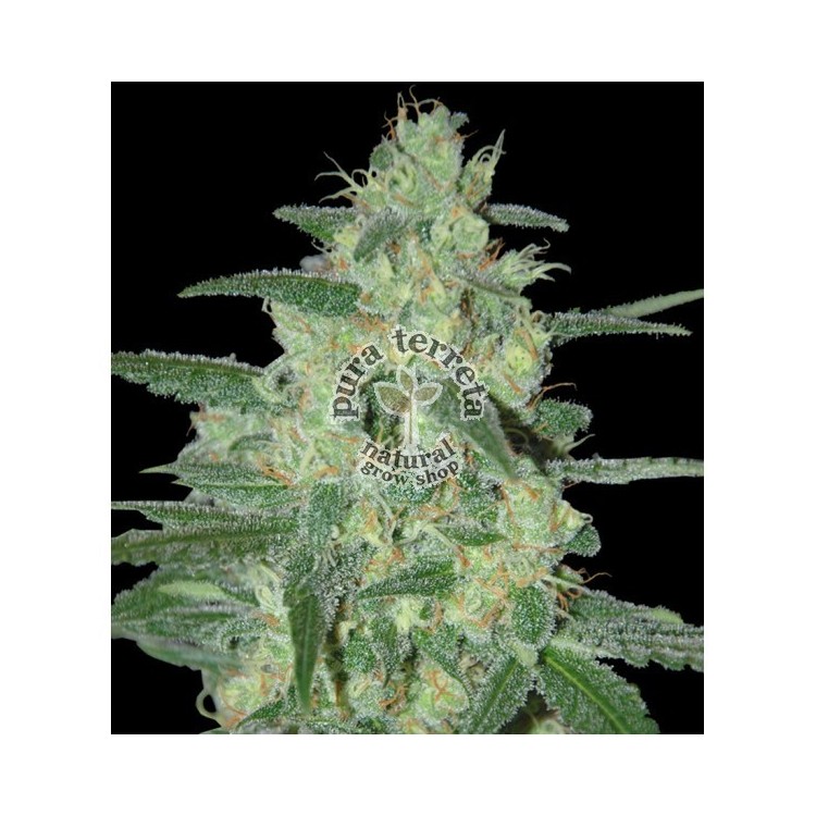 Holy Gray 69. Samsara Seeds. Semillas.