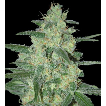 Holy Gray 69. Samsara Seeds. Semillas.