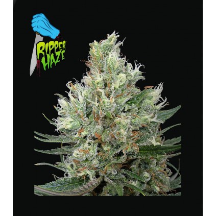 Riper Haze. Ripper Seeds
