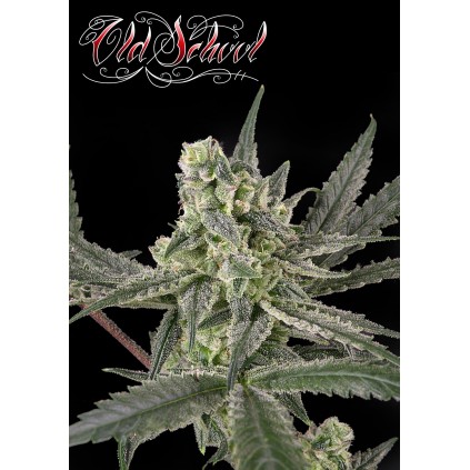 Old School. Ripper Seeds.