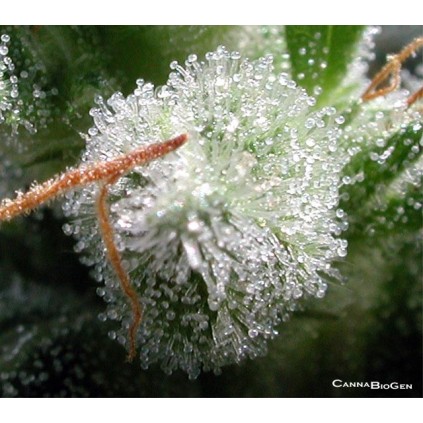 Cannabiogen Destroyer