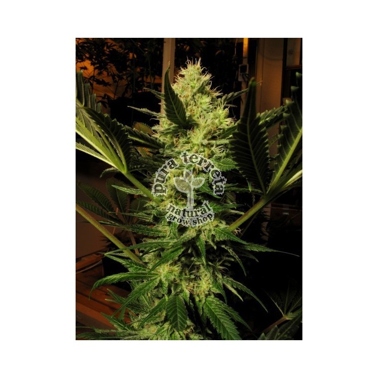 Cbd seeds. Cheese
