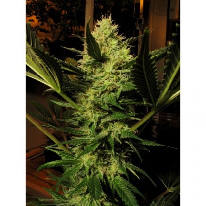 Cbd seeds. Cheese