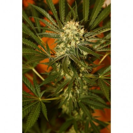 Cbd seeds. Cheese Semillas