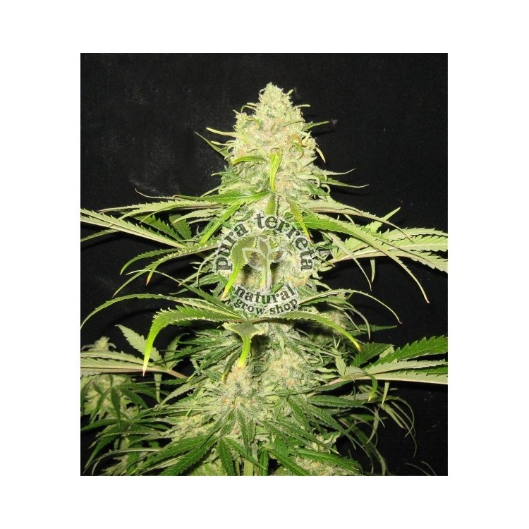 Cbd seeds. Critical