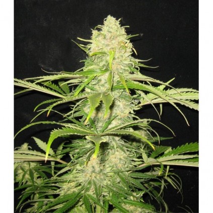 Cbd seeds. Critical