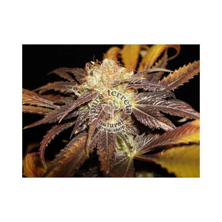 Cbd seeds. Diesel