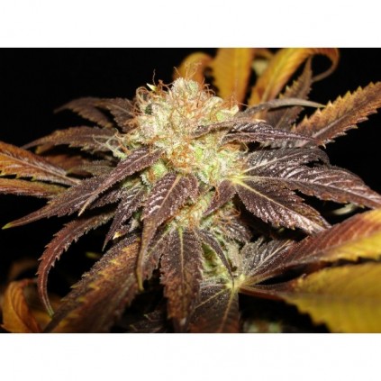 Cbd seeds. Diesel