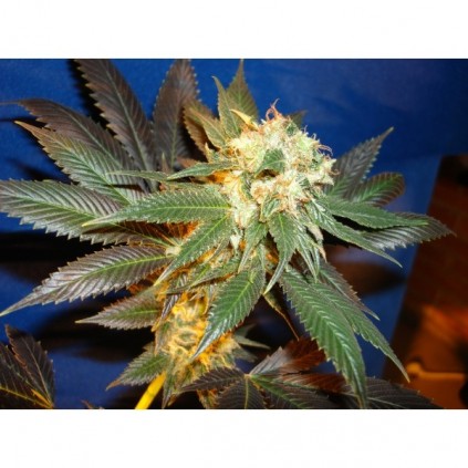 Cbd seeds. Diesel