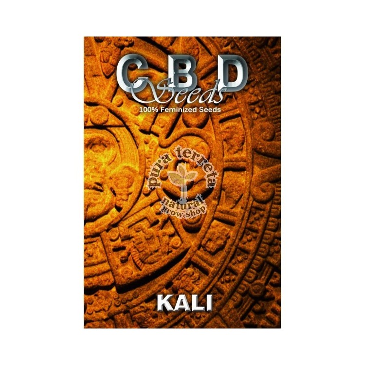 Cbd seeds. Kali