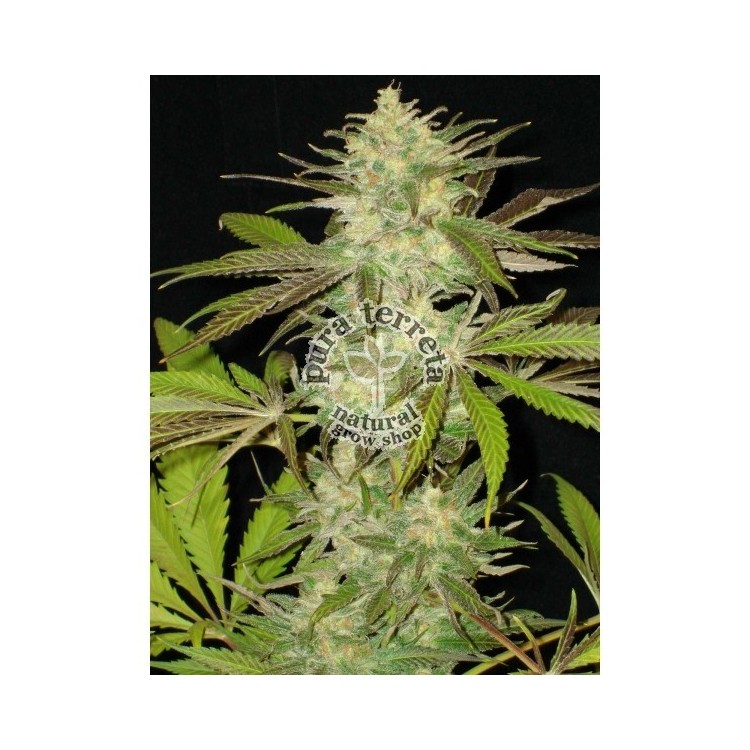 Cbd seeds. Lavender
