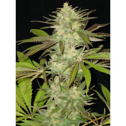 Cbd seeds. Lavender