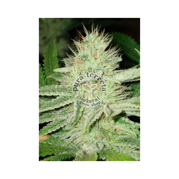 Cbd seeds. Shark