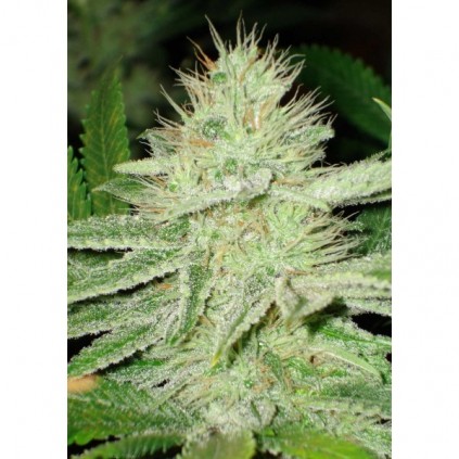 Cbd seeds. Shark
