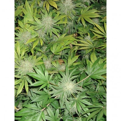 Cbd seeds. Shark