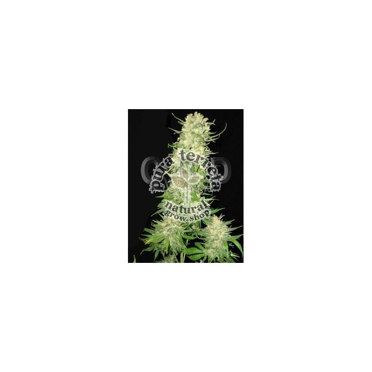 Cbd seeds. Northern