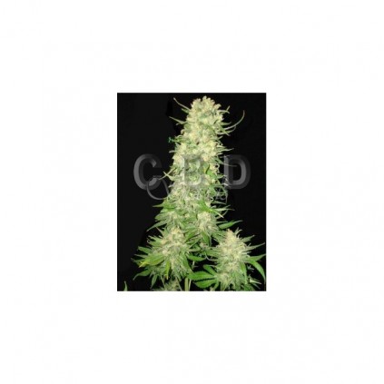 Cbd seeds. Northern