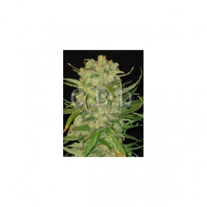 Cbd seeds. Northern