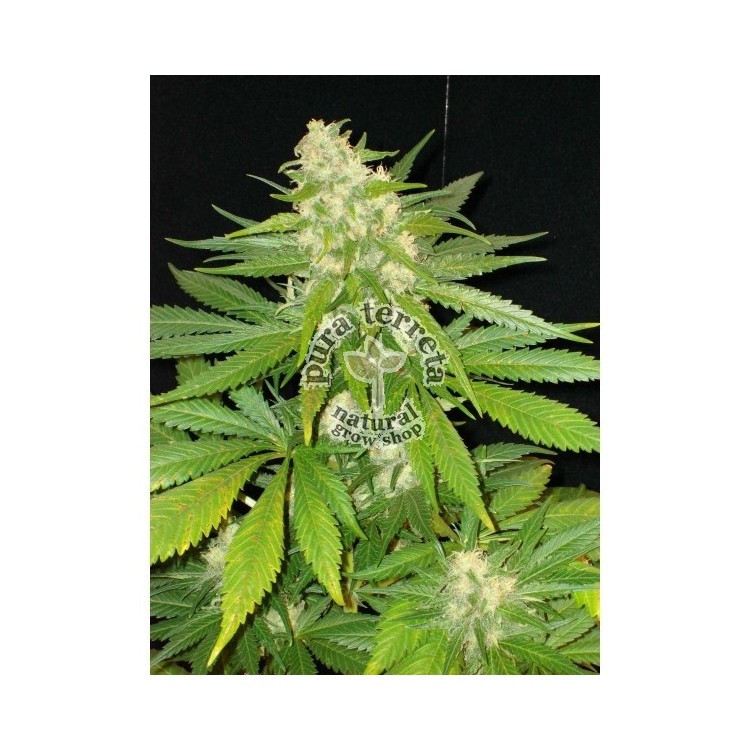 Cbd seeds. Widow
