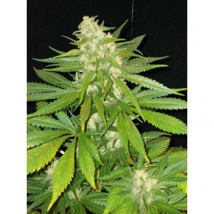 Cbd seeds. Widow