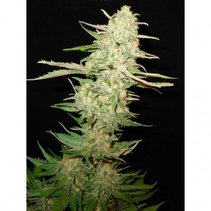 Cbd seeds. Widow