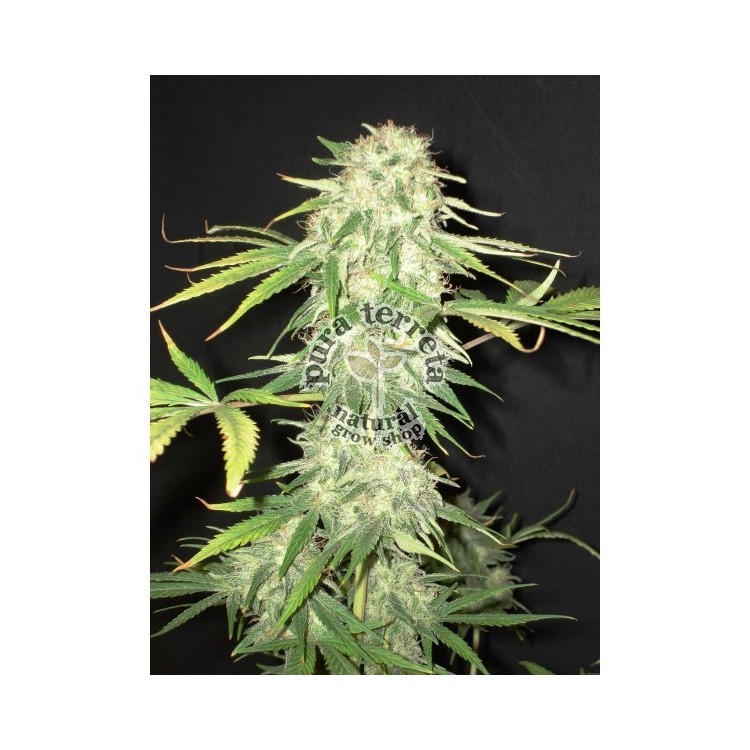 Cbd seeds. Yumbolt