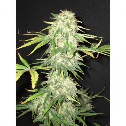 Cbd seeds. Yumbolt