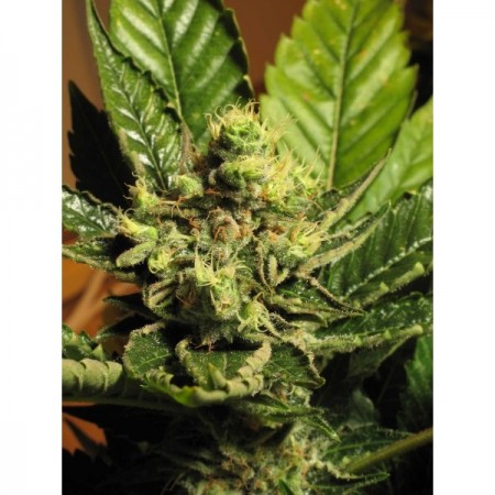 Cbd seeds. Yumbolt