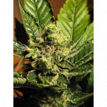 Cbd seeds. Yumbolt
