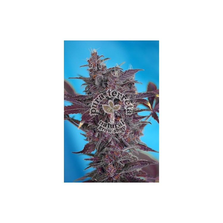 Black Cream Auto Sweet Seeds