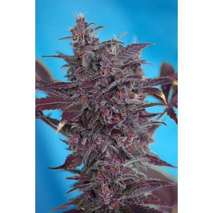 Black Cream Auto Sweet Seeds