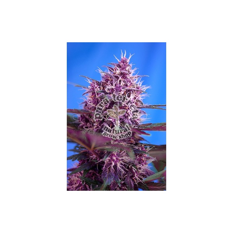 Red Poison Auto Sweet Seeds