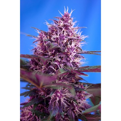 Red Poison Auto Sweet Seeds
