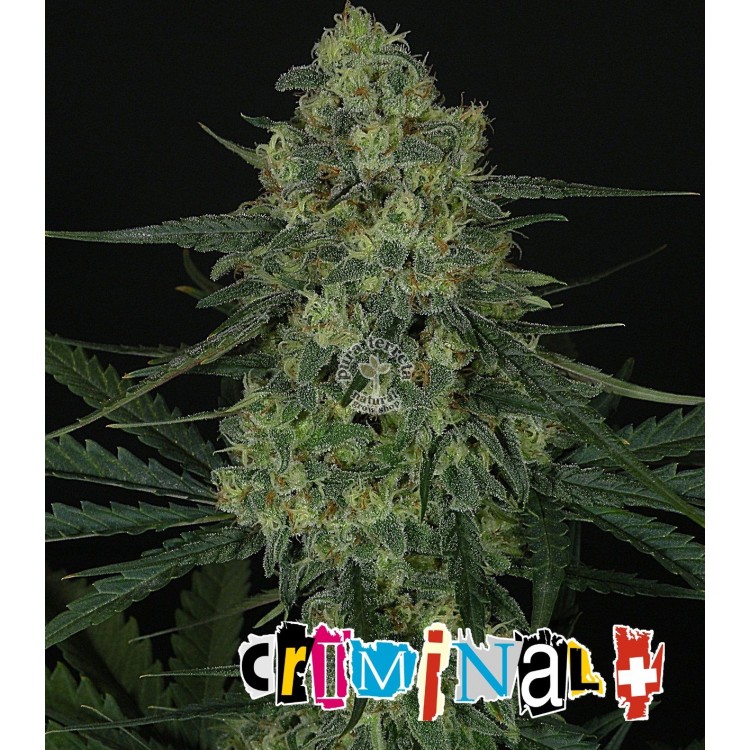 Criminal +  Ripper Seeds