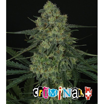 Criminal +  Ripper Seeds