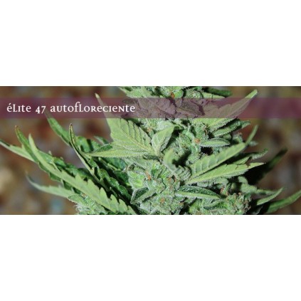 Elite seeds. Elite 47 semillas
