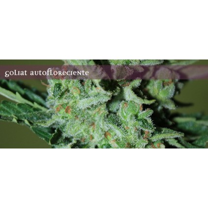 Elite seeds. Goliat auto
